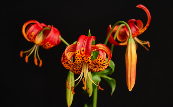 Pardalinum Lily